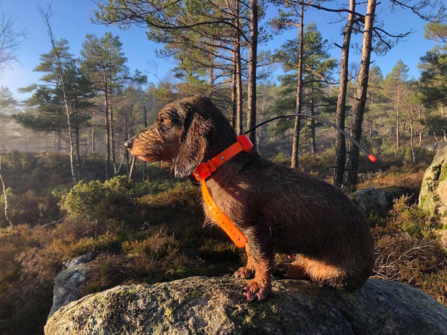 NORDJ(d)CH, NBLCH, SEVCH Tretteberget's Chi