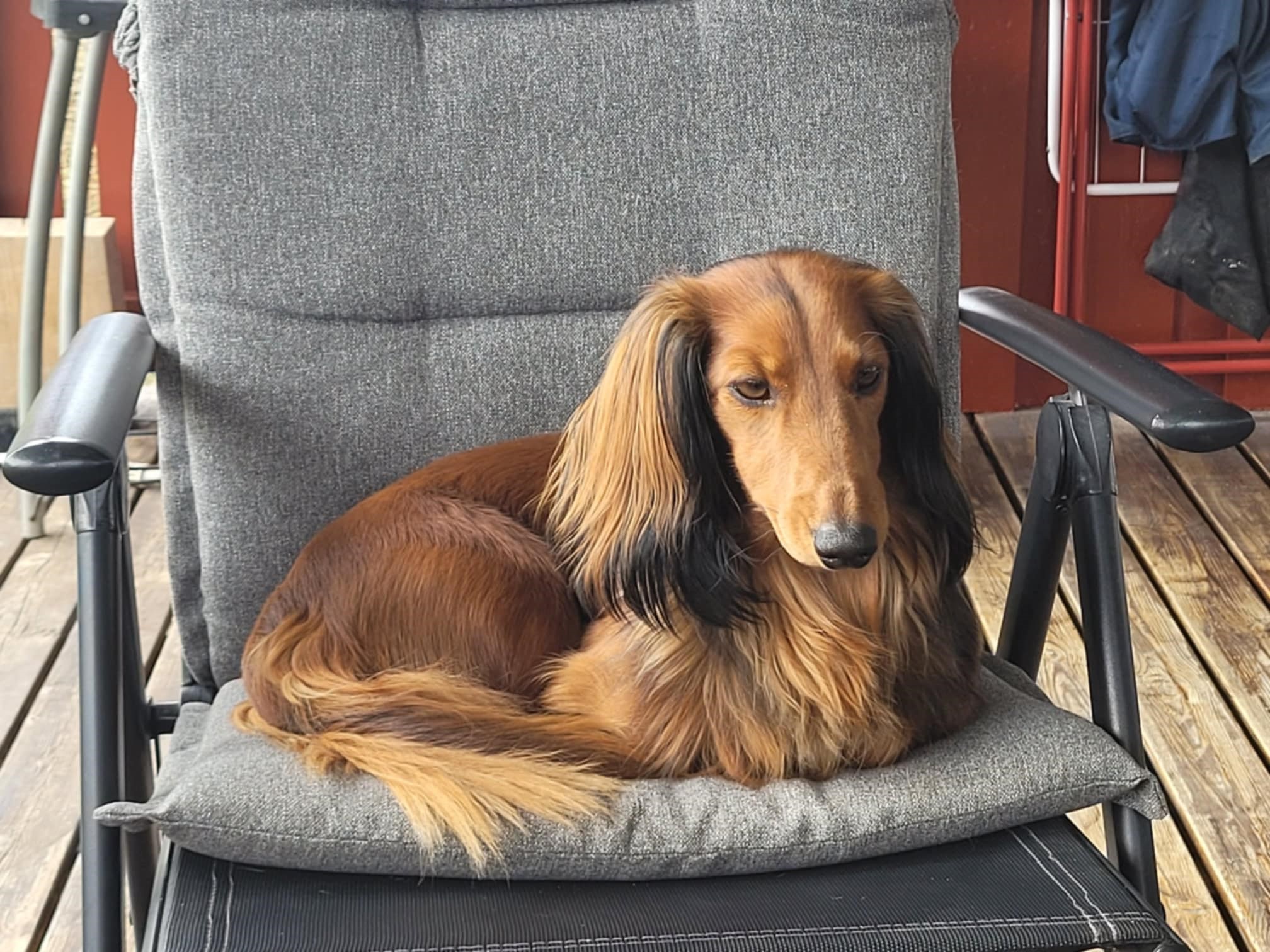 C.I.B.-J  NBSCH NUCH DKUCH SEUCH ROJV23 BORNHV24 Sørils BZ-Lemmie 