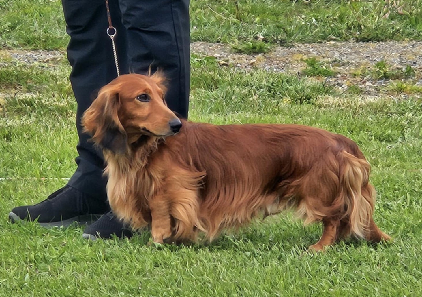 NUCH  Lensviksdachsens Major Rawen