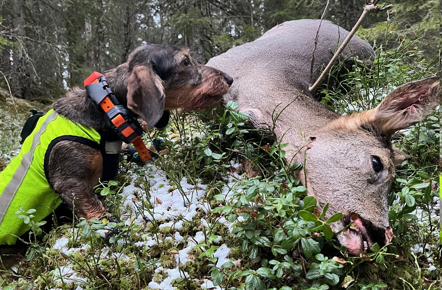 Gålla på jakt i mer hjemlige skoger. 