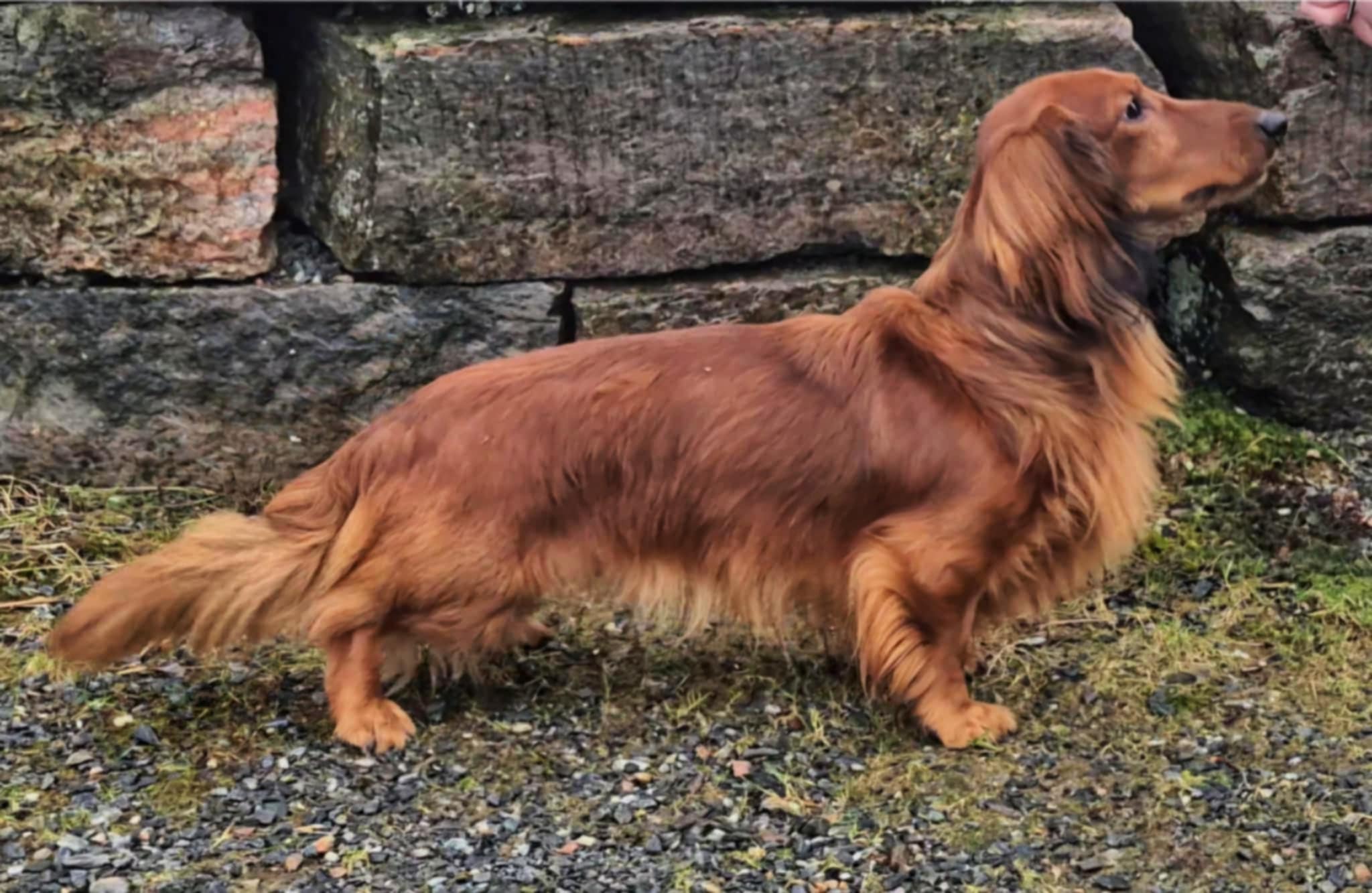  Getalonglittledoggie's Phantom 